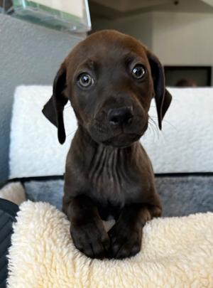 Axton, Labrador Retriever/Terrier, puppy, available for adoption