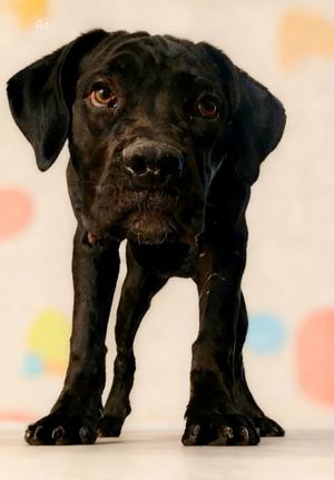 Teensy, Cane Corso Mastiff, young, available for adoption