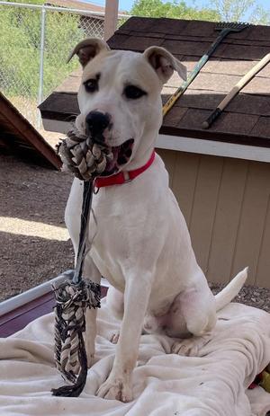 Hercules, Labrador Retriever/Heeler, adult, available for adoption
