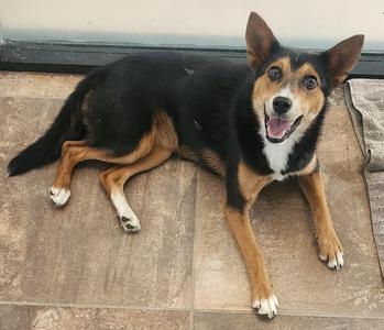 Foxy, Spitz/Mix, young, available for adoption