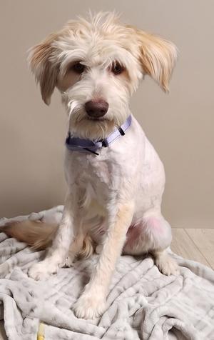 A fluffy white dog with light brown ears and a purple collar sitting on a gray blanket.