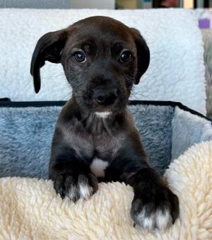 Oliver, Labrador Retriever/Terrier, puppy, available for adoption