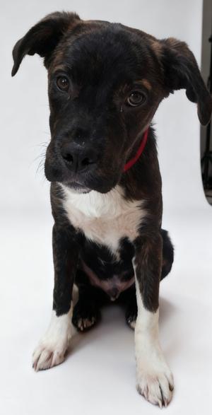 Astro, Boxer/Mix, young, available for adoption