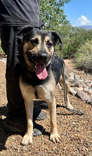 Milo, German Shepherd Dog/Mix, adult, available for adoption