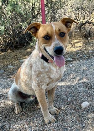 Herman, Australian Cattle Dog/Red Heeler, young, available for adoption