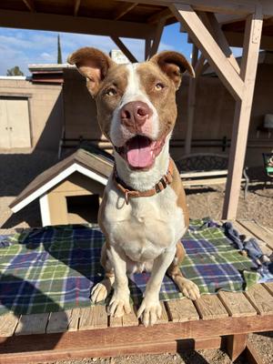Butch, Labrador Retriever/Staffordshire Bull Terrier, adult, available for adoption