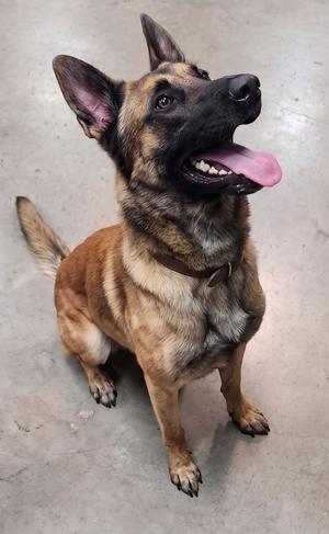 Timber, Belgian Shepherd Malinois, young, available for adoption