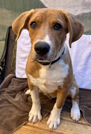 Hiro, Labrador Retriever/Mix, young, available for adoption