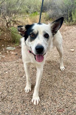 A white dog with black markings on its head and ears, standing on a gravel path with its tongue out, looking at the camera.