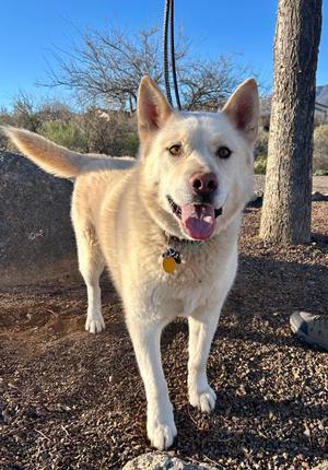 Jasper, Husky/Mix, senior, available for adoption