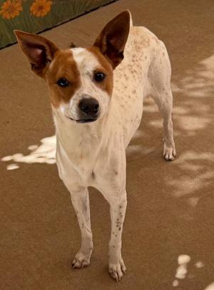 A brown and white dog with pointed ears standing on a carpeted floor.
