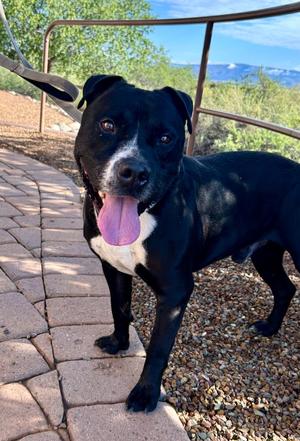 Lawrence, American Pitbull Terrier, adult, available for adoption