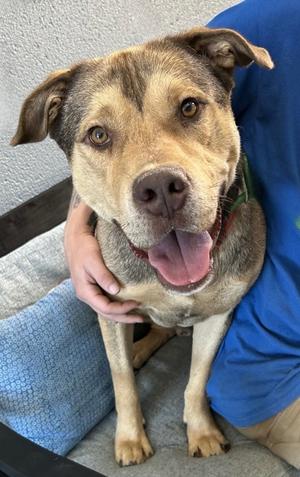 Cane, Shar Pei/American Bully, adult, available for adoption