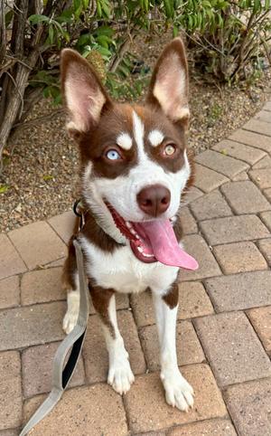 Layla, Husky/Australian Shepherd, young, available for adoption