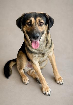 Jimbo, German Shepherd Dog/Mix, adult, available for adoption