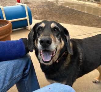 Rubio, American Coonhound, senior, available for adoption