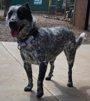 Apple, Heeler, adult, available for adoption