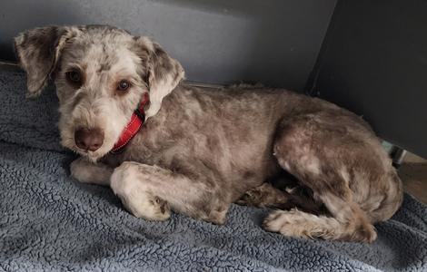 A gray dog with curly fur lying on a blue blanket