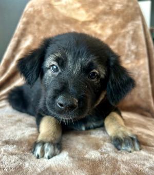Caylor, German Shepherd Dog/Mix, puppy, available for adoption