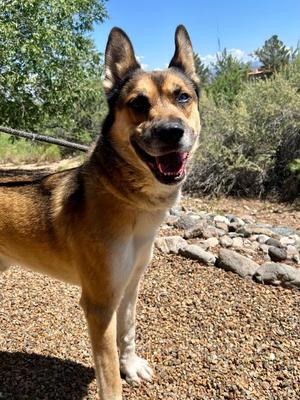 Bradley, German Shepherd Dog/Mix, adult, available for adoption