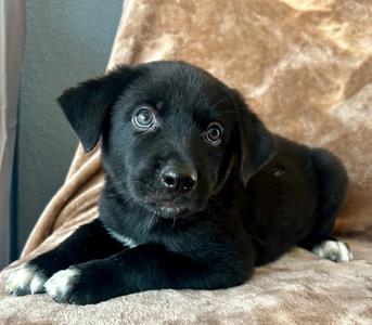 Braven, German Shepherd Dog/Mix, puppy, available for adoption