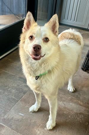 Pomskeeter, Husky/Pomeranian, adult, available for adoption