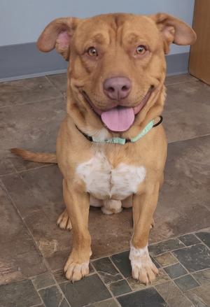 A brown dog with a white chest and paws, wearing a green collar, sitting on a tiled floor with its tongue out.