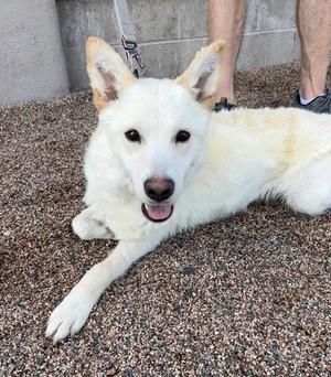 A white dog lying on a gravel surface with its tongue out, looking at the camera.