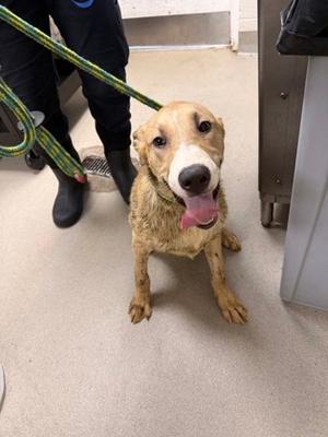 Carl, Mixed Breed, puppy, available for adoption