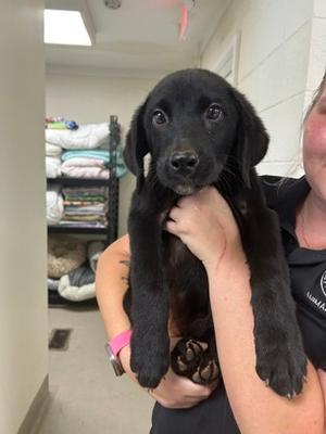 Bosley, Mixed Breed, puppy, available for adoption