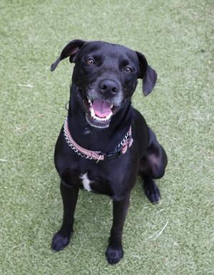 A black dog sitting on a green artificial grass surface, wearing a pink collar and looking up with its mouth open, showing its teeth.