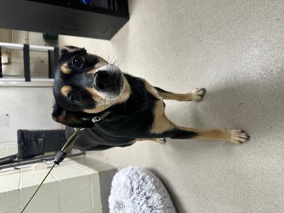 Caesar (61503279), Mixed Breed, adult, available for adoption