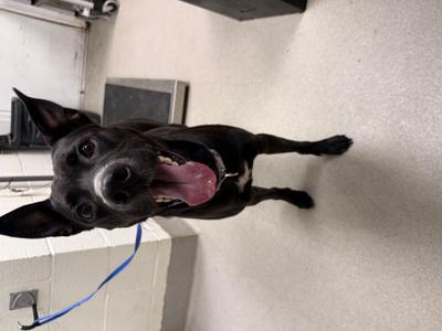 Bay, Mixed Breed, adult, available for adoption
