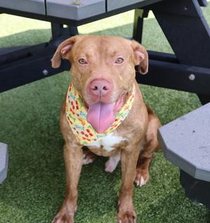 Captain Ace, Mixed Breed, adult, available for adoption