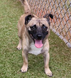 A happy dog with a black face and brown fur standing on grass in front of a chain-link fence.