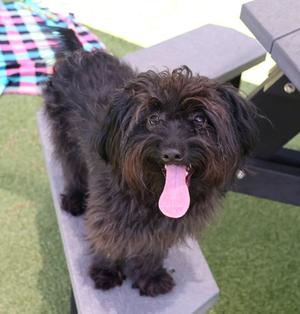 Benedict, Mixed Breed, adult, available for adoption