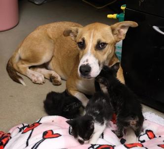 Briar, Mixed Breed, young, available for adoption