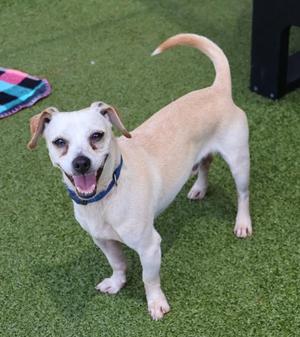A happy dog with a light brown and white coat, wearing a blue collar, standing on green artificial turf.