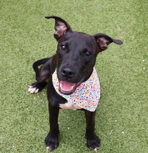 A black dog with a colorful bandana sitting on green artificial turf.