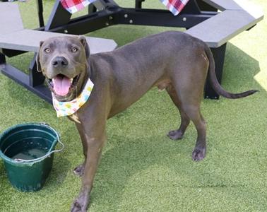 A brown dog with a colorful bandana standing on a green artificial turf surface, with a green bucket nearby and a picnic table in the background.