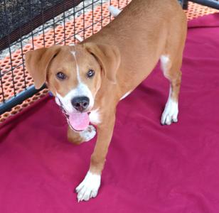 Carmi, Mixed Breed, puppy, available for adoption