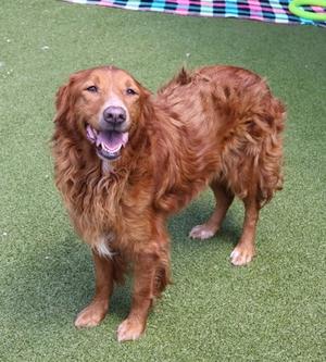A golden retriever standing on a green artificial turf surface, with a colorful blanket in the background.