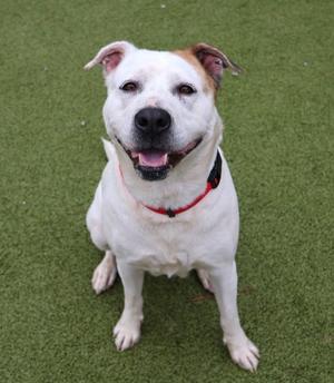 A white dog with brown ears and a black nose, wearing a red collar, sitting on green artificial turf.