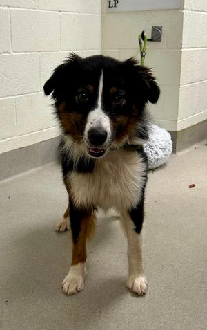 Carl Lee, Mixed Breed, adult, available for adoption