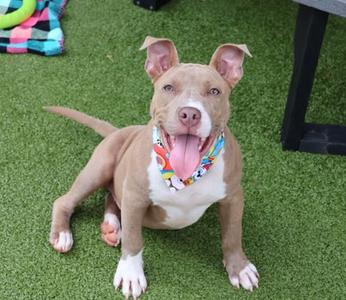 A brown and white dog with a colorful bandana sitting on green artificial grass.