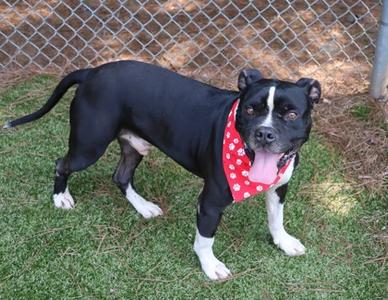 A black and white dog wearing a red bandana with white polka dots, standing on grass with a chain-link fence in the background.
