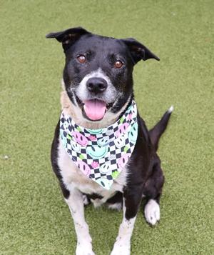 a black and white dog wearing a colorful bandana