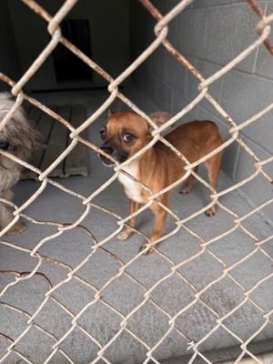 ! Mocha !, Mixed Breed, adult, available for adoption