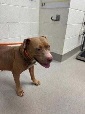 * (61491911), Mixed Breed, adult, available for adoption