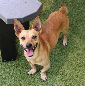 Artie, Mixed Breed, adult, available for adoption